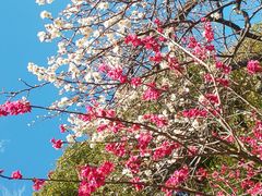 maru����̒J�ۓV���{�ւ̓��e�ʐ^1