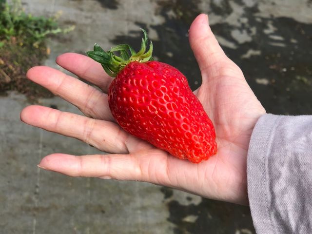 ����Ȃɑ傫���I�����ĊÂ��I_���c�_��