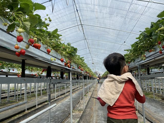 4�΂̑��q�����₷������_��t�@�[���i��-����-�j