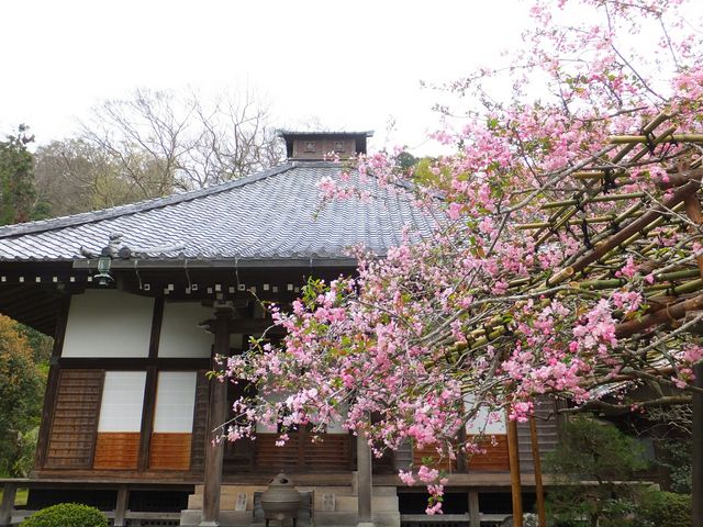 �������̃J�C�h�E