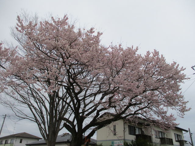 ��m�X�w�����̍��͖��J_��̐X�̍�����