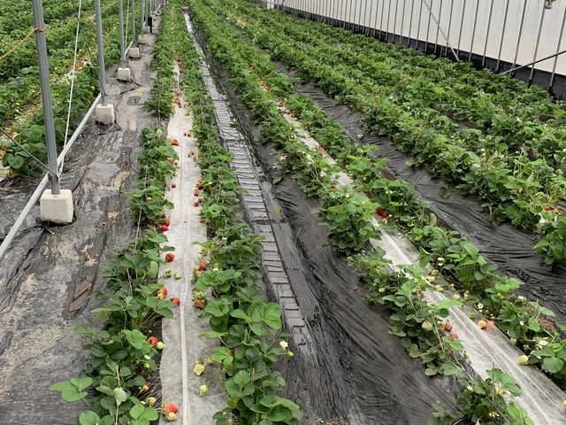 �n�E�X��2���_��J�t�@�[��