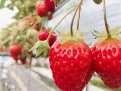 Ȃʂ͖̉쉀|ւ̓eʐ^1