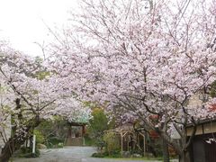 �j�R����񂳂�̌������ւ̓��e�ʐ^1