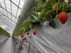 hiyopiyóyɐzƂւ̓eʐ^1