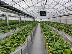 hiyopiyo����́y�ɐ���z���Ƃ����������ւ̓��e�ʐ^5