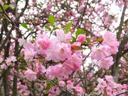 jR񂳂̖{̃JChE̓eʐ^1