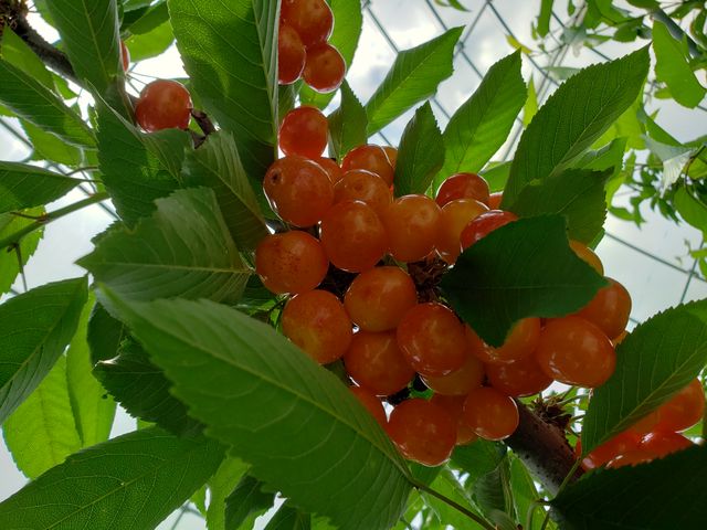 ��Ȃ�̐^���ԂȂ�������
�Â��Ĕ��������ł����_�u�̏コ�����ډ�