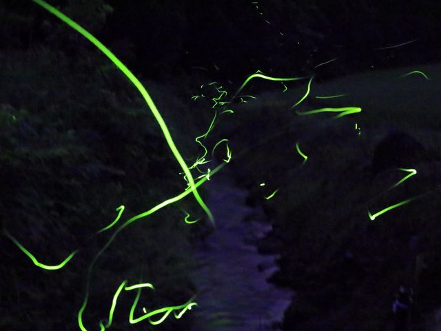 Ƃ񂳂̉Dn{cnyu̖z̓eʐ^2