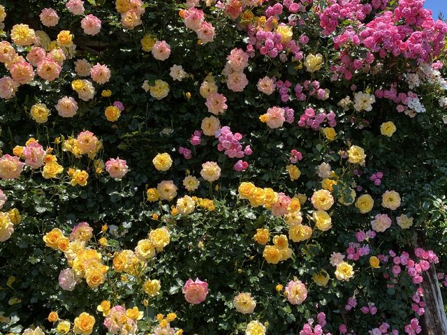 �o�������J�őf�G�ł���*\(^o^)/*_���n�[�x�X�g�_��