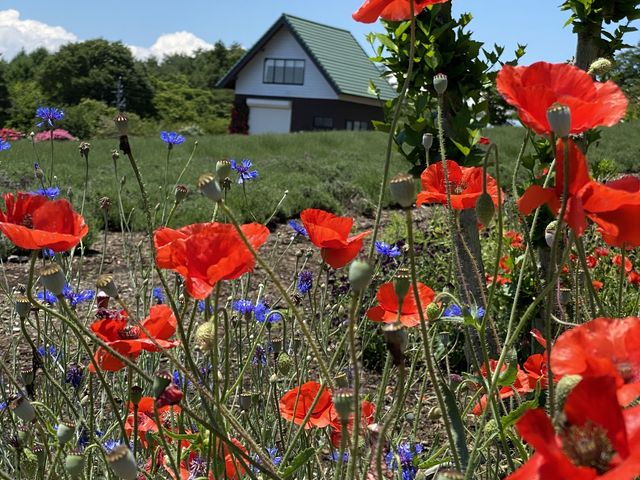 �F�X�Ȃ��ԂƂ��Ƃ��B���Ă݂܂���*\(^o^)/*
_���n�[�x�X�g�_��