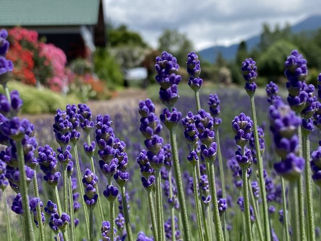 ���Ƃƃ��x���_�[�I���x���_�[�͂��ꂩ�炪���J�ł��I_���n�[�x�X�g�_��