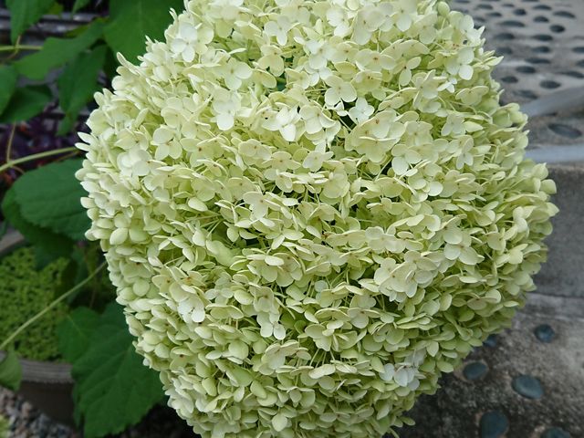 ���a��30�Z���`�ʂ���傫�Ȏ��z�Ԃ̉Ԃ͈����ł��B_�O�֐_��