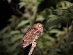 ҂傱̃~bhiCgcA[ւ̓eʐ^1