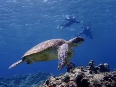 񂳂񂳂̃V[}bNX_CrONuւ̓eʐ^1