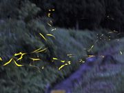 Ƃ񂳂̉Dn{cnyu̖z̓eʐ^4