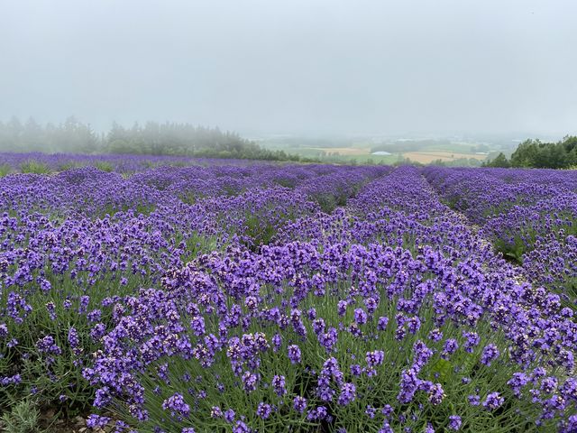 WオW]ɂ̓x_[܂B_ӂ̃WiLjϔ_