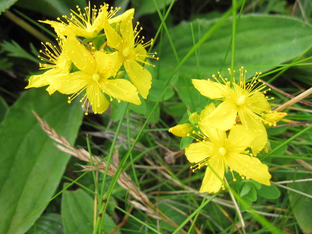 �I�g�M���\�E_�當�K�C�h�T�[�r�X