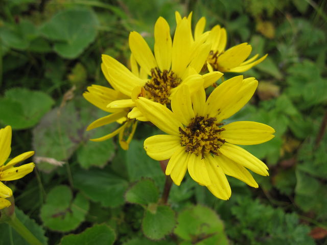 �g�E�Q�u�L_�當�K�C�h�T�[�r�X