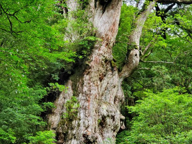 �ꕶ��_���v���K�C�h�c�A�[