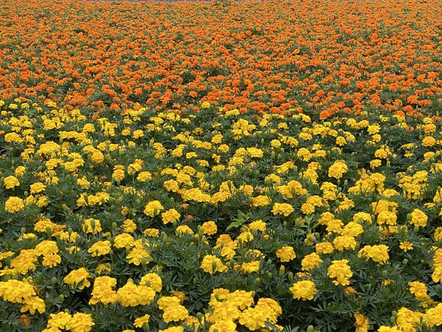 ���J���K��܂����B_���x���_�[��