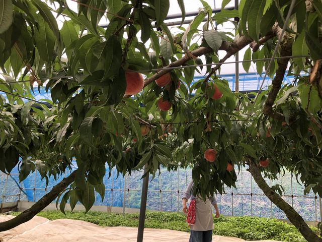 ���V�C���ǂ���R�̓��ЂƂЂƂ�؂Ɉ�ĂĂ��铍�̂��b�f�G�ł����B_����_��