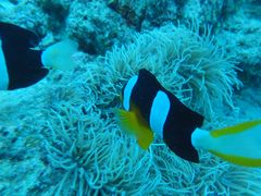 Nature Guide Double Rainbow lC`[KCh@_uC{[ւ̓eʐ^1