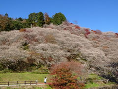 ���ǁ[����̐쌩�l�G���̗��ւ̓��e�ʐ^1