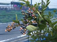 zxcvbn040����̃t�t���x���[�K�[�f���ւ̓��e�ʐ^1