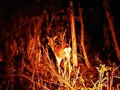 ���񂳂�́y�x�m�R���R�V�сz�X�p�C�V�[�W�����ւ̓��e�ʐ^1