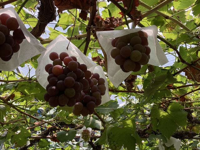 ��������̂Ԃǂ�_33���E��(�����s�ό��Ԃǂ��Z���^�[�����x��)