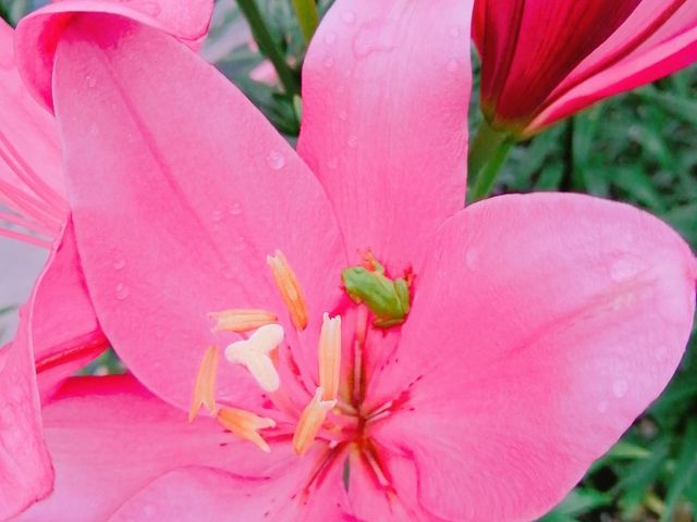 �~�J�̎����Ȃ̂ŃJ�G��������ق炢�܂����B_������܋ʐ�