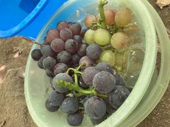 33E(sόԂǂZ^[x)̎ʐ^1