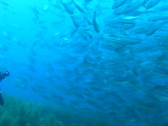 ~X^[̎ዷ_CrOT[rXւ̓eʐ^1