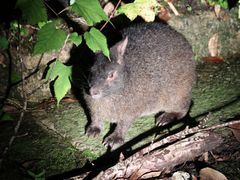 ܁[̃~bhiCgcA[ւ̓eʐ^1