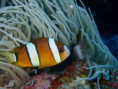 qẼV[}bNX_CrONuւ̓eʐ^1