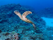 Nb`DUNK@DIVING@ENTERTAINMENT̓eʐ^1