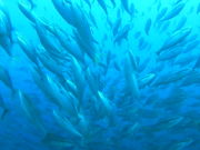 ~X^[̎ዷ_CrOT[rX̓eʐ^2