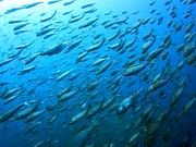 ~X^[̎ዷ_CrOT[rX̓eʐ^3