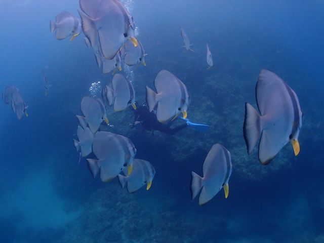 �C���X�g���N�^�[���񐔂��܂����c22�C�̃c�o���E�I_DIVING SHOP RYAAAN