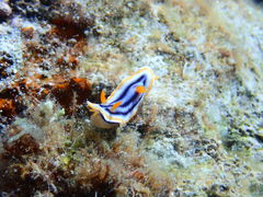 ݂悿񂳂̃V[}bNX_CrONuւ̓eʐ^1