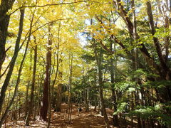 }Cann̐୎Rւ̓eʐ^1