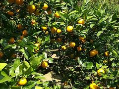 cocoâ΂ȉւ̓eʐ^1