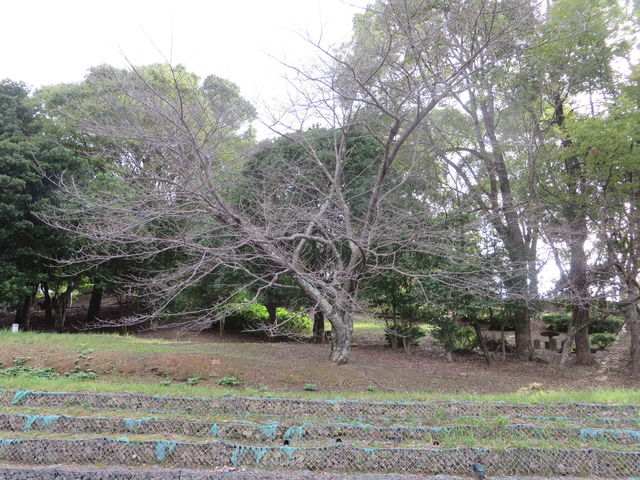 Ԃ񂳂̋R̃TN̓eʐ^3