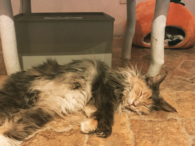 sleeping   cutie' s_�L�J�t�F�w�Ă܂�̂�����x