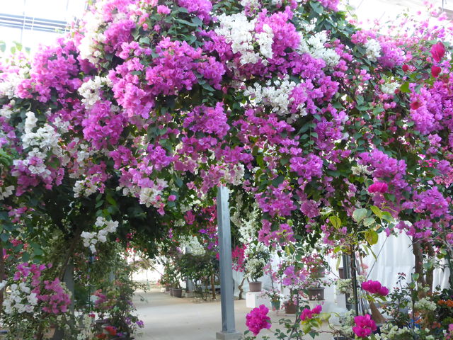 �ӂ肻�����悤_�u�[�Q���n�E�X���