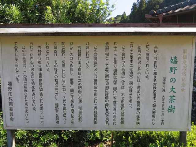 Ԃ񂳂̊̑`mLi咃j̓eʐ^2