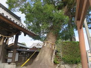 �Ԃ���񂳂�̒��F�_�Ђ̓��e�ʐ^2