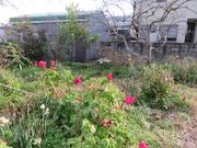 Ă̒WHό@F{όē̓eʐ^4