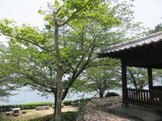 Ԃ񂳂̏鉺̍̓eʐ^1